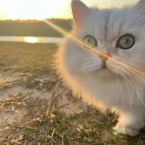 Meet your Posher, Chia